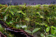 Rimless UNS 60E Foresta integrated paludarium V2 by Ultum Nature Systems with lush plant and aquatic habitats.