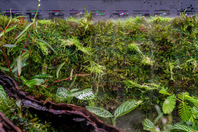 Rimless UNS 60E Foresta integrated paludarium V2 by Ultum Nature Systems with lush plant and aquatic habitats.