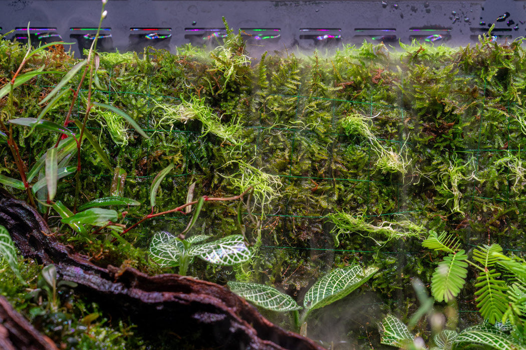 UNS 60E - Foresta Integrated Paludarium