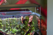 Rimless UNS 60E Foresta Integrated Paludarium V2 by Ultum Nature Systems showing lush plant landscape and glass tank design