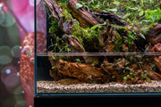 Rimless UNS 60E Foresta Integrated Paludarium V2 by Ultum Nature Systems, showcasing its seamless design and lush plant setup.