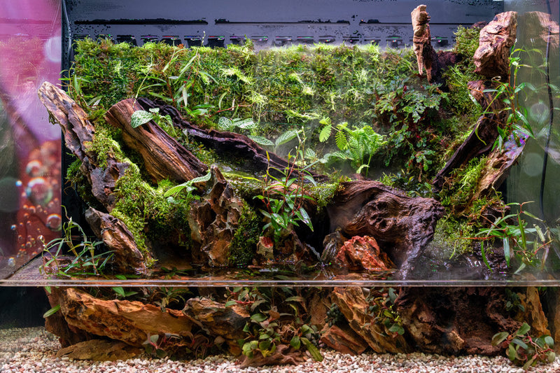 Rimless UNS 60E Foresta Integrated Paludarium V2 by Ultum Nature Systems, showing a sleek, naturalistic terrarium with plants and water features.