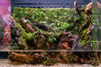 UNS 60E - Foresta Integrated Paludarium