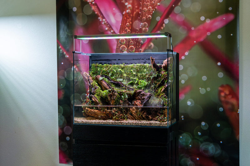 Rimless UNS 60E Foresta Integrated Paludarium V2 by Ultum Nature Systems with lush greenery and aquatic habitat accents.