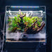 UNS 60E - Foresta Integrated Paludarium