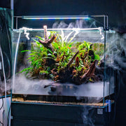 UNS 90E - Foresta Integrated Paludarium Rimless Tanks - Buce Plant