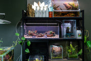 Ultum Nature Systems UNS 60L 6.3-gallon ultra clear rimless aquarium with sleek, modern design and transparent glass walls.