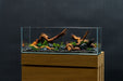 Ultra clear 60L (6.3 gallon) rimless aquarium by Ultum Nature Systems, showcasing sleek, modern design and transparent glass.