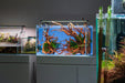 UNS 60U - 20.5 Gallon Limited Edition Blue Rimless Aquarium
