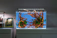 UNS 60U - 20.5 Gallon Limited Edition Blue Rimless Aquarium