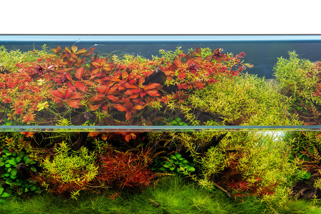Ultum Nature Systems UNS 60U 20.5-gallon limited edition rimless aquarium showing clear glass and sleek rimless design.