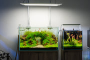 UNS 60U - 20.5 Gallon Ultra Clear Rimless Aquarium Rimless Tanks - Buce Plant
