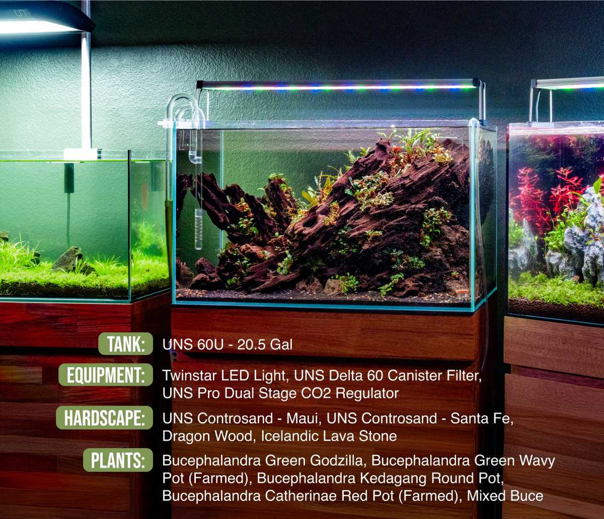 UNS 60U - 20.5 Gallon Ultra Clear Rimless Aquarium — Buce Plant