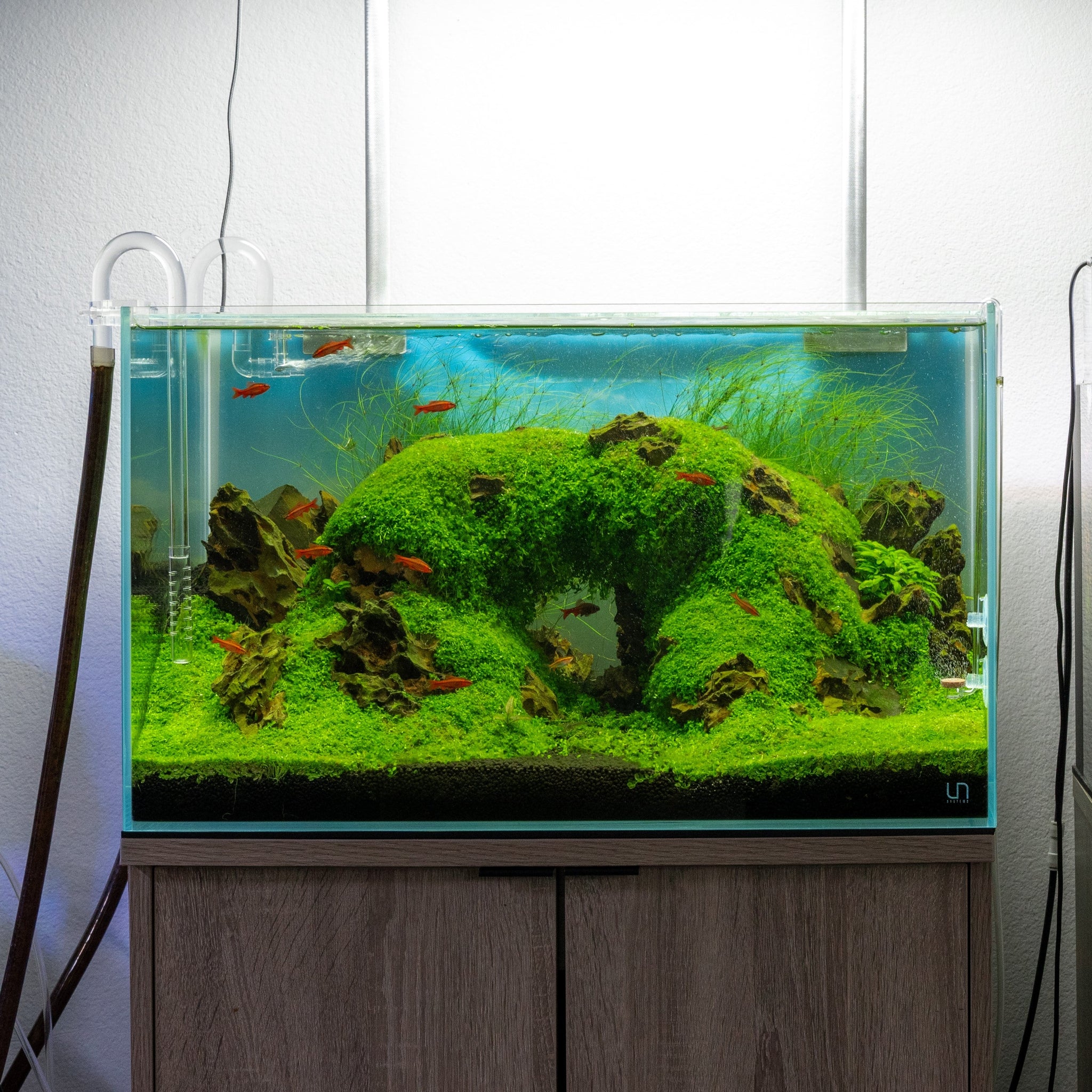 Rimless Glass Aquarium Tanks - Ultum Nature Systems — Buce Plant