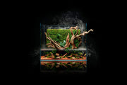 UNS 75E - Foresta Integrated Paludarium Rimless Tanks - Buce Plant