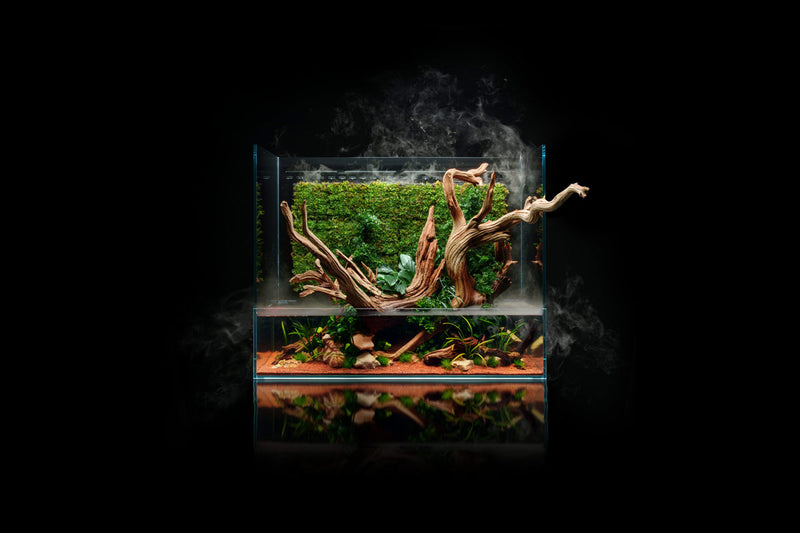UNS 75E - Foresta Integrated Paludarium Rimless Tanks - Buce Plant