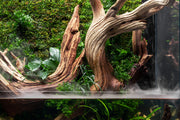 UNS 75E - Foresta Integrated Paludarium Rimless Tanks - Buce Plant