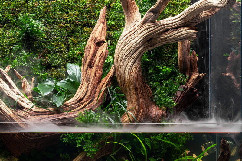 UNS 75E - Foresta Integrated Paludarium Rimless Tanks - Buce Plant