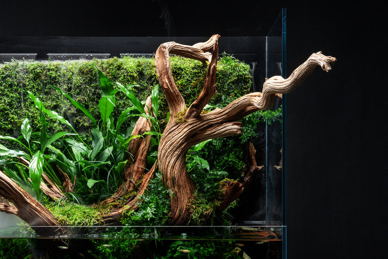 UNS 75E - Foresta Integrated Paludarium Rimless Tanks - Buce Plant
