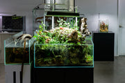 Clear rimless UNS 75S aquarium by Ultum Nature Systems, 26.7-gallon ultra-clear glass tank for freshwater or marine setups.