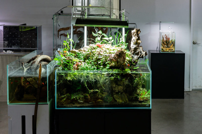 Clear rimless UNS 75S aquarium by Ultum Nature Systems, 26.7-gallon ultra-clear glass tank for freshwater or marine setups.