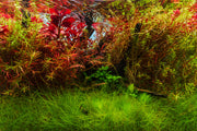 Blue Rimless Aquarium by Ultum Nature Systems, UNS 90L limited edition tank with sleek, clear glass design for freshwater or marine setups.