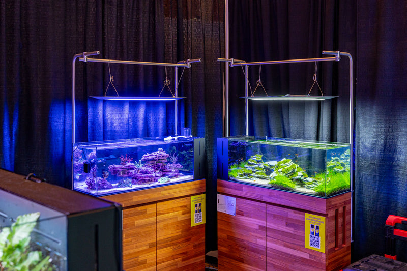 UNS 90LA - 21 Gallon Dual AIO Rimless Aquarium Rimless Tanks - Buce Plant