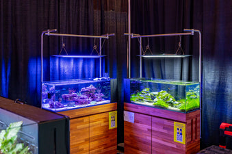 UNS 90LA - 21 Gallon Dual AIO Rimless Aquarium