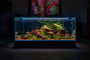 UNS Ultra Clear Tanks Rimless Tanks - Buce Plant