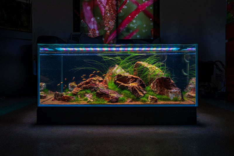 UNS Ultra Clear Tanks Rimless Tanks - Buce Plant