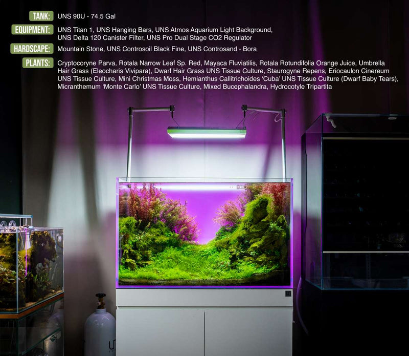 UNS Ultra Clear Tanks [STANDARD] Rimless Tanks - Buce Plant