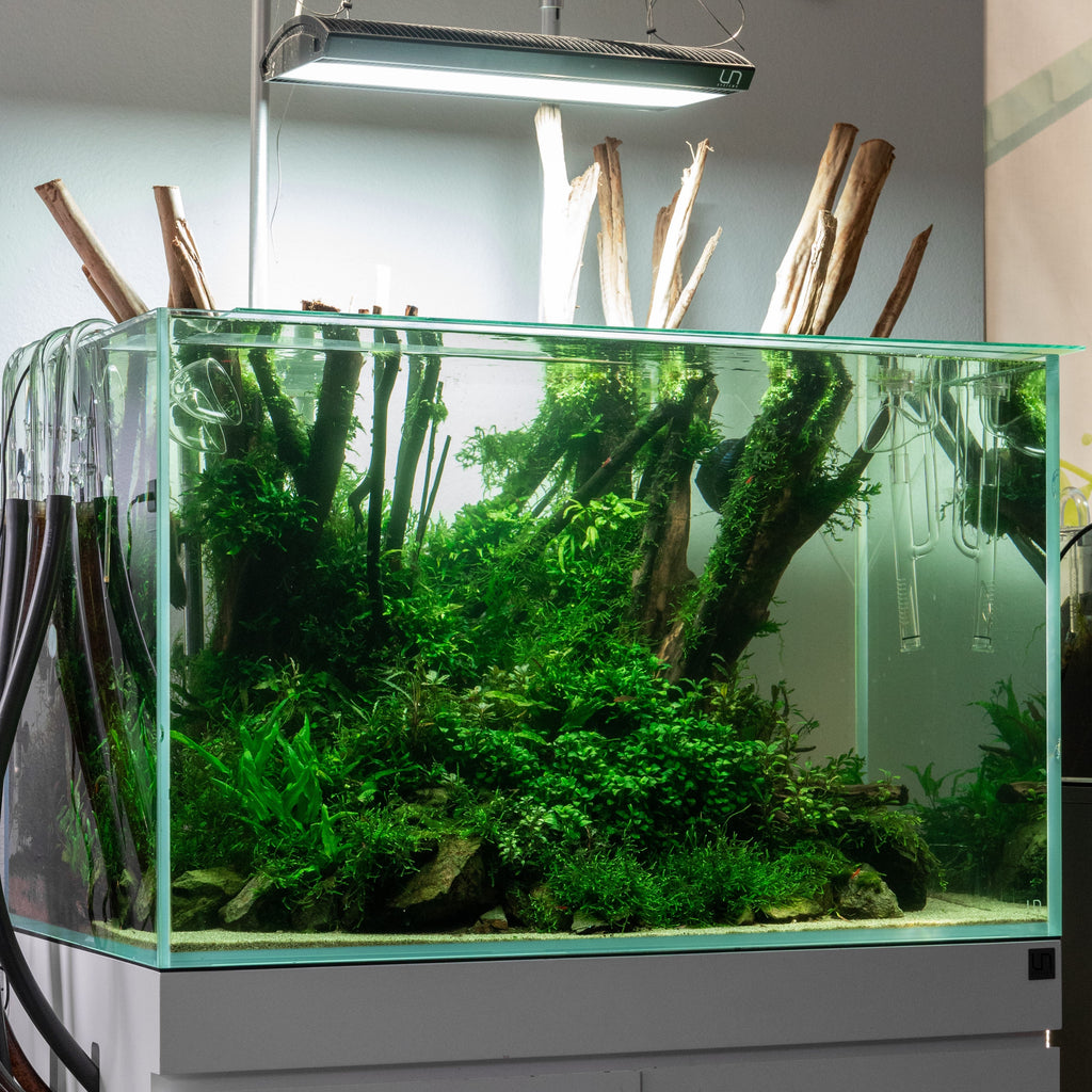 Rimless Glass Aquarium Tanks - Ultum Nature Systems — Buce Plant