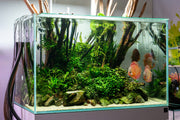 Ultra Clear Rimless Aquarium by Ultum Nature Systems, 74.5-gallon UNS 90U tank with sleek, modern design and transparent glass.