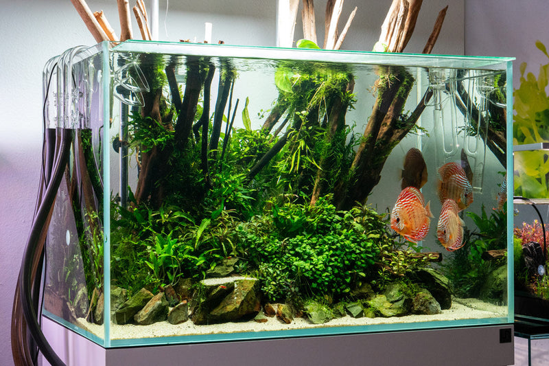 Ultra Clear Rimless Aquarium by Ultum Nature Systems, 74.5-gallon UNS 90U tank with sleek, modern design and transparent glass.