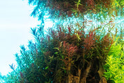 UNS Atmos Aquarium Light Background Accessories - Buce Plant