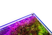 UNS Atmos Aquarium Light Background Accessories - Buce Plant