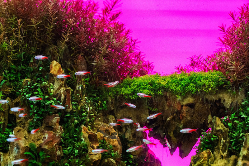 UNS Atmos Aquarium Light Background Accessories - Buce Plant