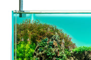UNS Atmos Aquarium Light Background Accessories - Buce Plant