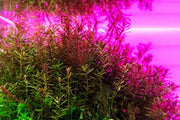 UNS Atmos Aquarium Light Background Accessories - Buce Plant