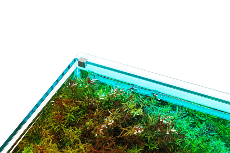 UNS Atmos Aquarium Light Background Accessories - Buce Plant