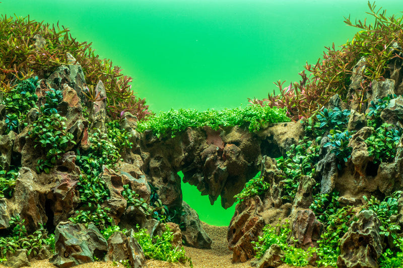 UNS Atmos Aquarium Light Background Accessories - Buce Plant