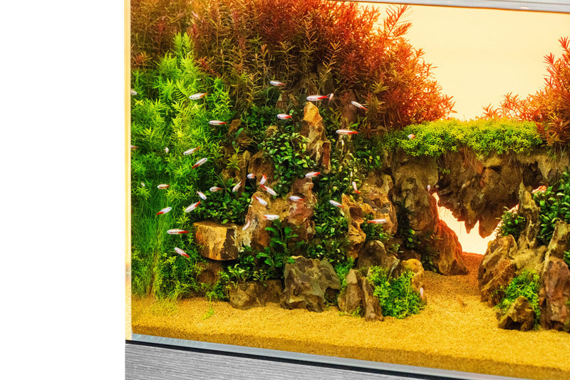 UNS Atmos Aquarium Light Background Accessories - Buce Plant