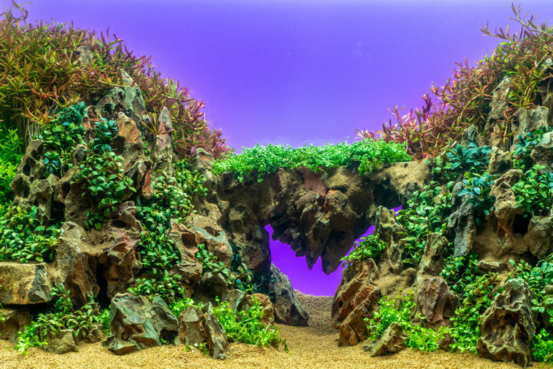 UNS Atmos Aquarium Light Background Accessories - Buce Plant