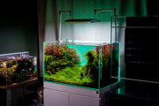 UNS Atmos Aquarium Light Background Accessories - Buce Plant