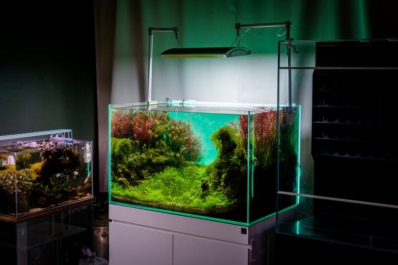 UNS Atmos Aquarium Light Background Accessories - Buce Plant