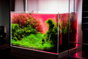 UNS Atmos Aquarium Light Background Accessories - Buce Plant