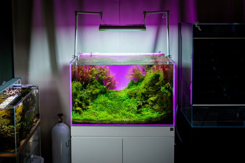 UNS Atmos Aquarium Light Background Accessories - Buce Plant