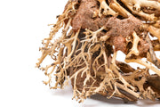 UNSHARDSCAPE UNS Bonsai 001 driftwood piece with intricate natural wood textures and organic shape, ideal for bonsai or decorative use.