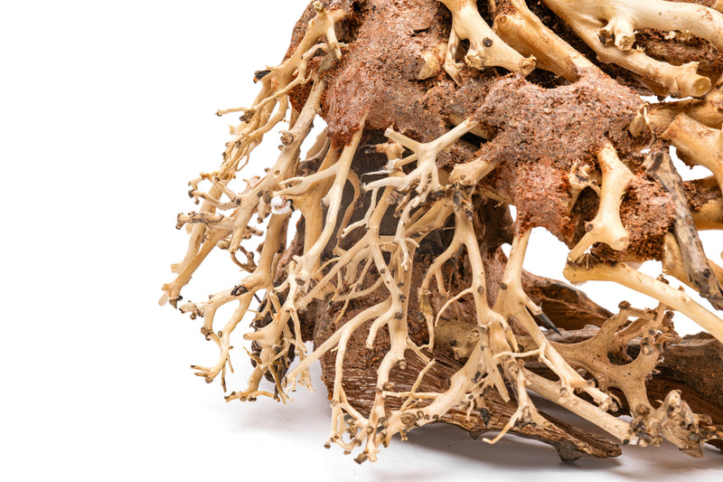UNSHARDSCAPE UNS Bonsai 001 driftwood piece with intricate natural wood textures and organic shape, ideal for bonsai or decorative use.