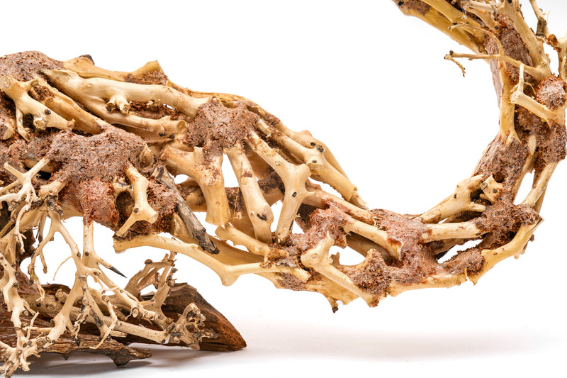 UNSHARDSCAPE UNS Bonsai 001 driftwood piece with intricate natural wood textures and organic shape for bonsai or decorative use